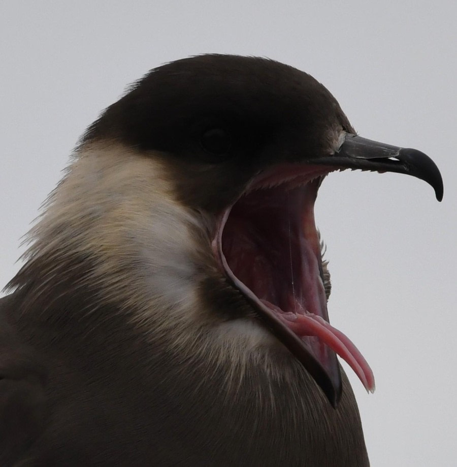 HDS07-24, Day 4, Skua tongue © Unknown photographer - Oceanwide Expeditions.JPG