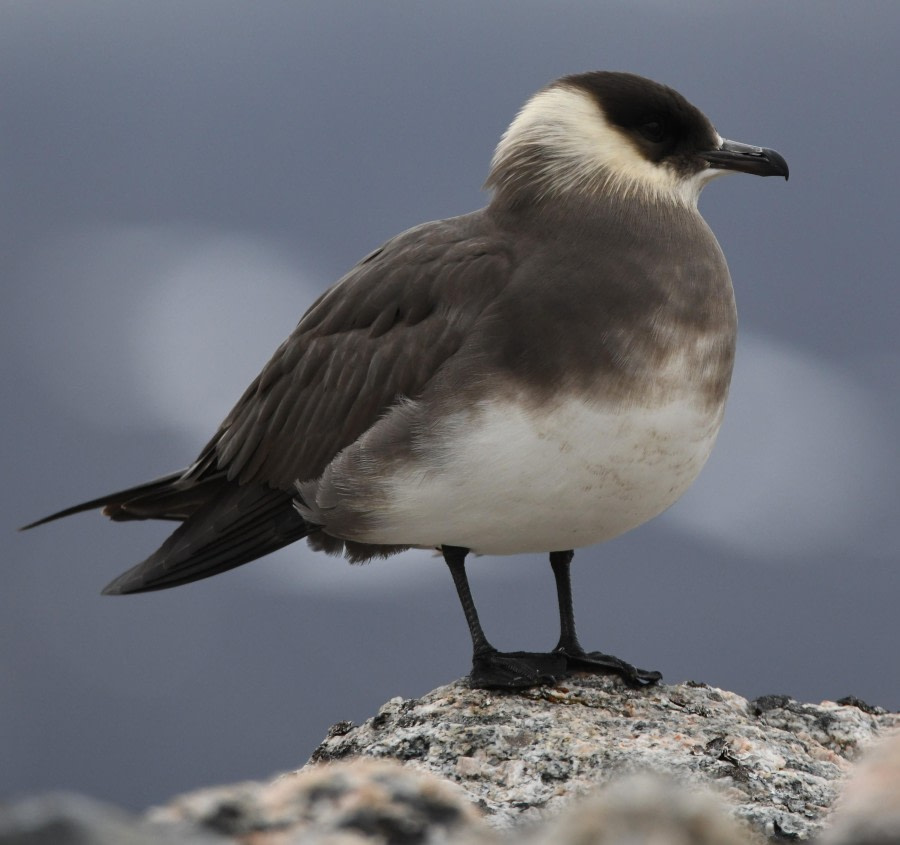 HDS07-24, Day 4, Skua12 © Unknown photographer - Oceanwide Expeditions.JPG