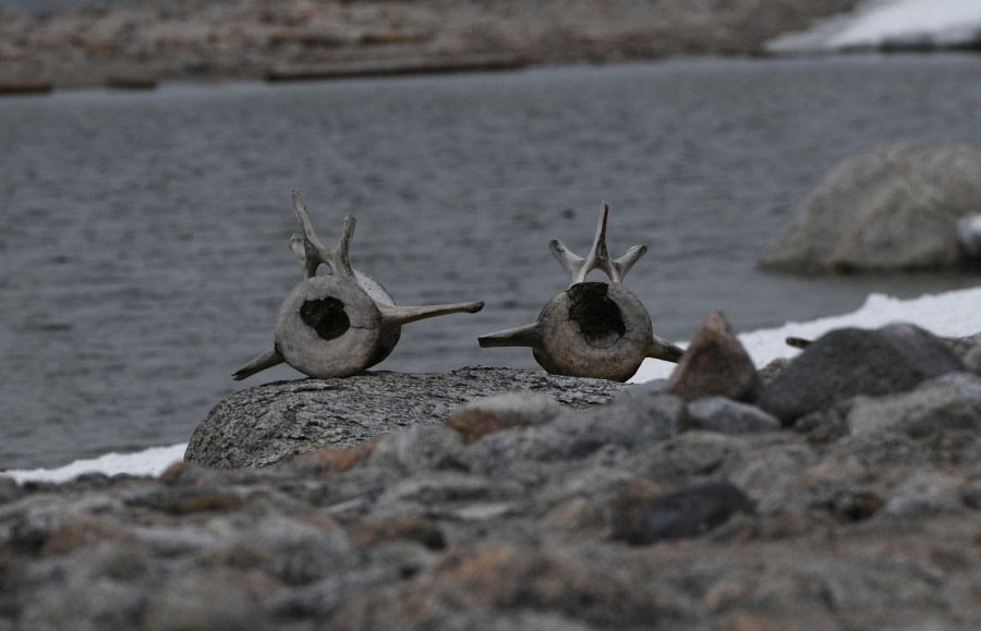 HDS07-24, Day 4, Whale remains © Unknown photographer - Oceanwide Expeditions.JPG