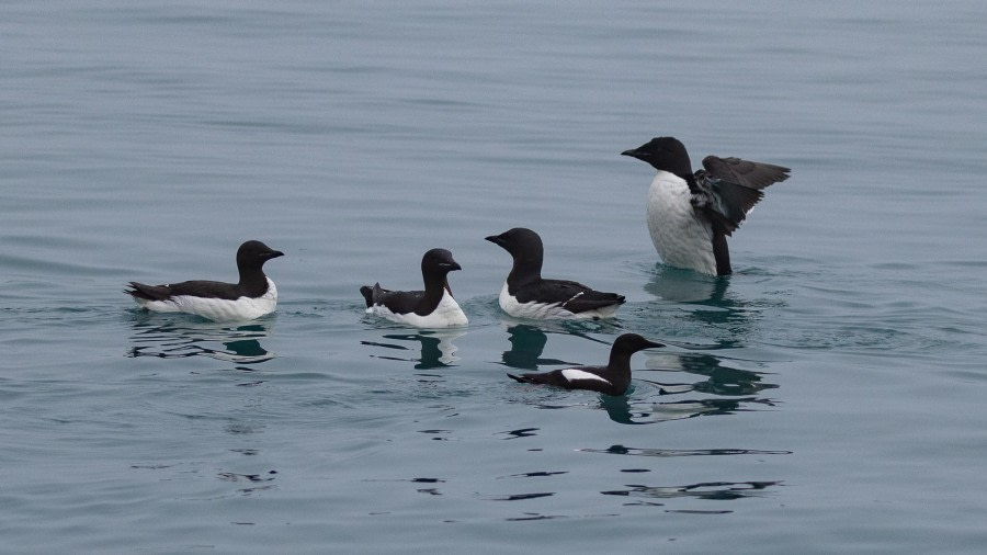 HDS07-24, Day 6, 4Q9A2733 © Katlyn Taylor - Oceanwide Expeditions.jpeg