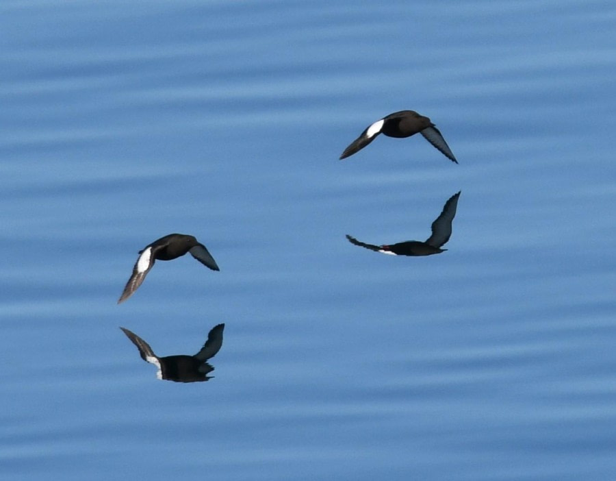 HDS07-24, Day 6, Black guillemots © Jens Binderup - Oceanwide Expeditions.JPG