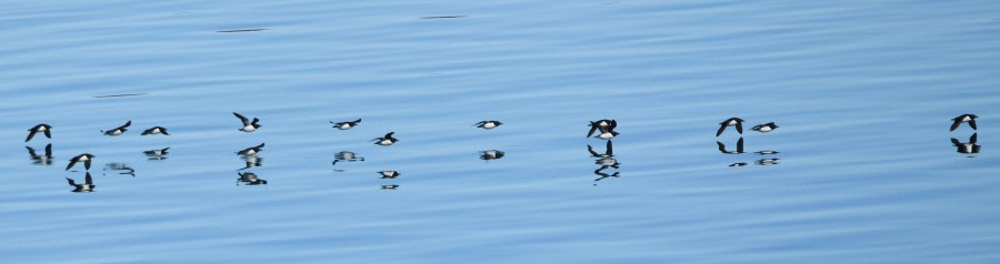 HDS07-24, Day 6, Brünnichs guillemots © Jens Binderup - Oceanwide Expeditions.JPG