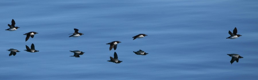 HDS07-24, Day 6, Brünnichs guillemots4 © Jens Binderup - Oceanwide Expeditions.JPG