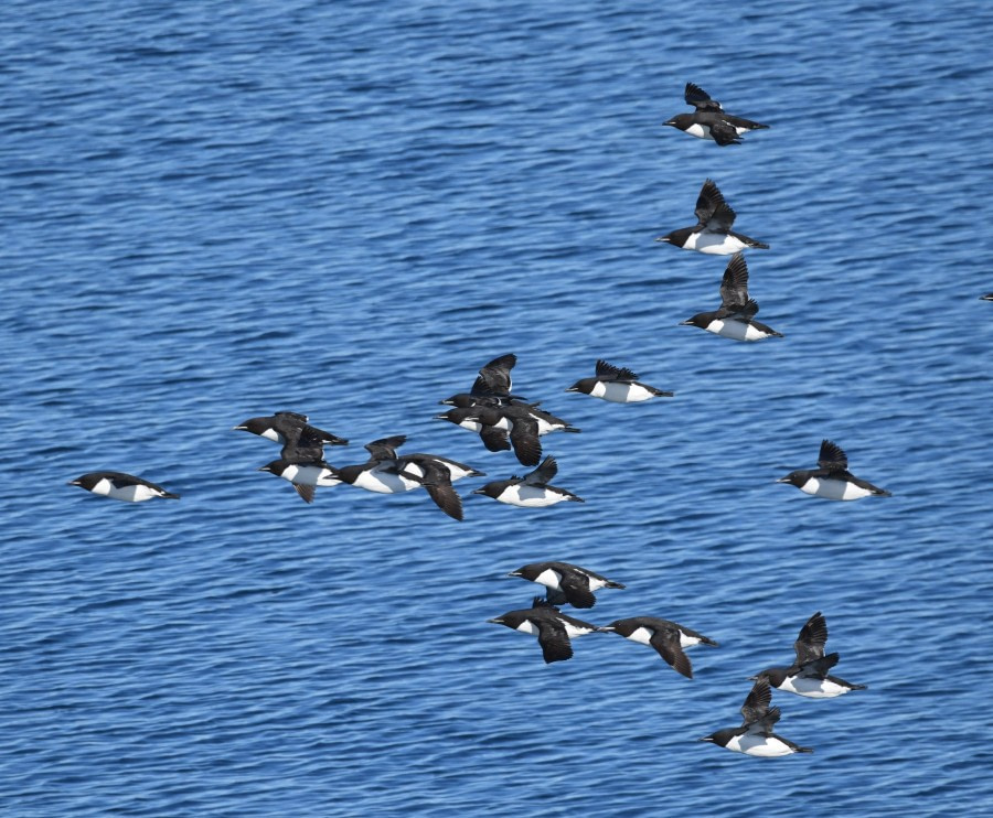 HDS07-24, Day 6, Brünnichs guillemots5 © Jens Binderup - Oceanwide Expeditions.JPG