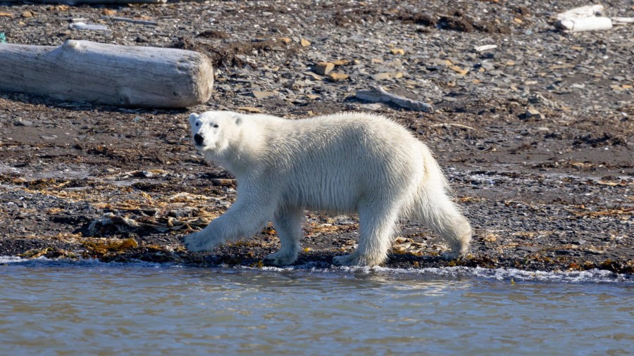 HDS07-24, Day 7, 4Q9A3200 © Katlyn Taylor - Oceanwide Expeditions.jpeg