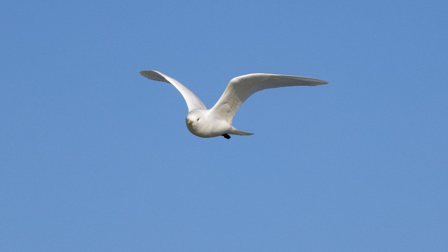 HDS07-24, Day 7, 4Q9A3592 © Katlyn Taylor - Oceanwide Expeditions.jpeg