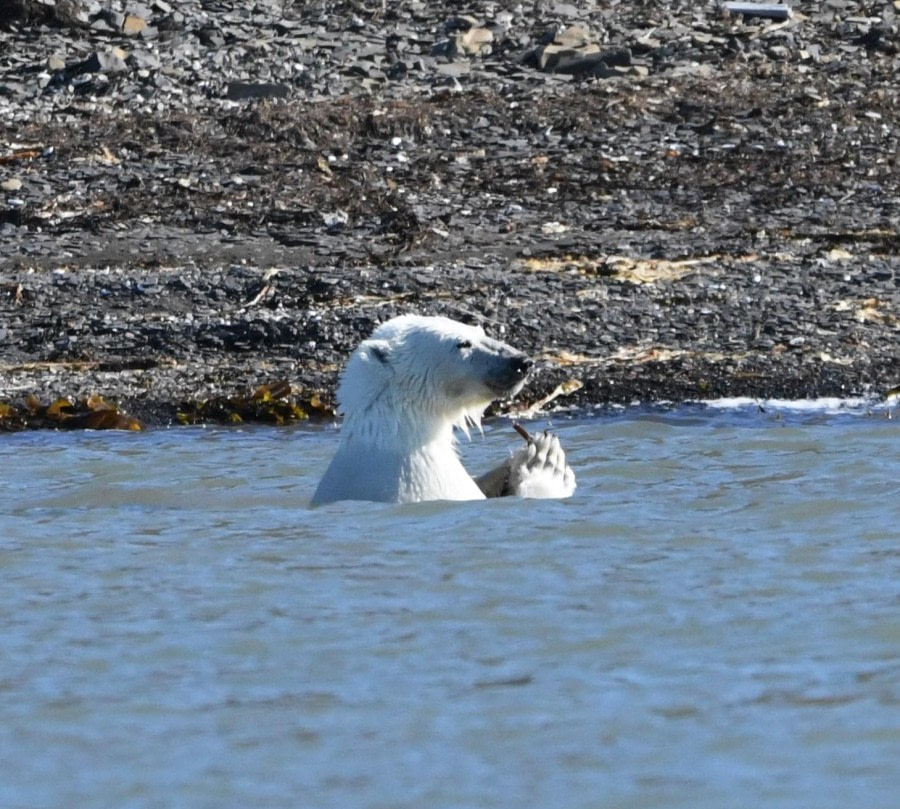 HDS07-24, Day 7, PB eating © Unknown photographer - Oceanwide Expeditions.JPG