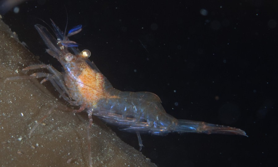 Scuba_Svalbard-2022_shrimp © Jim van Gogh - Oceanwide Expeditions.jpg