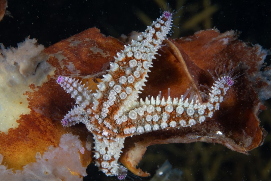 Scuba_Svalbard-2022_star © Jim van Gogh - Oceanwide Expeditions.jpg