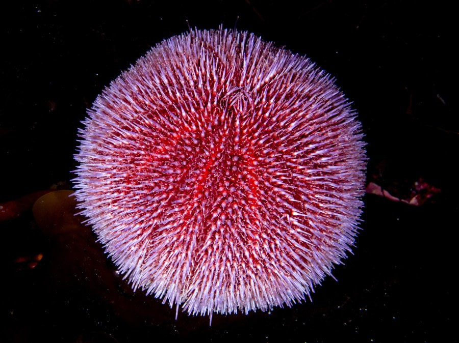 Scuba_Svalbard-2022_urchin © Jim van Gogh - Oceanwide Expeditions.jpg