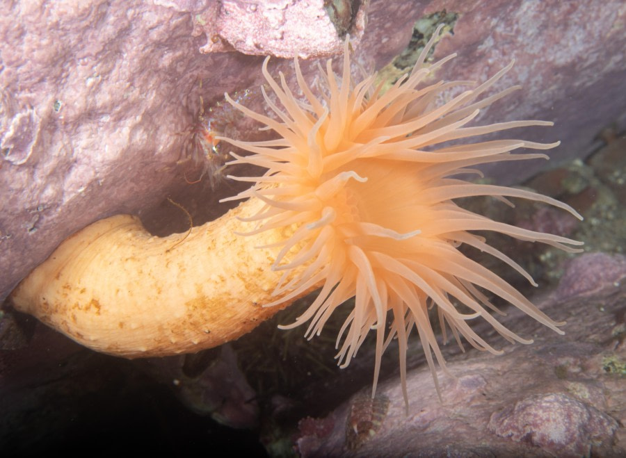 Scuba_Svalbard-2022_anemone © Jim van Gogh - Oceanwide Expeditions.jpg