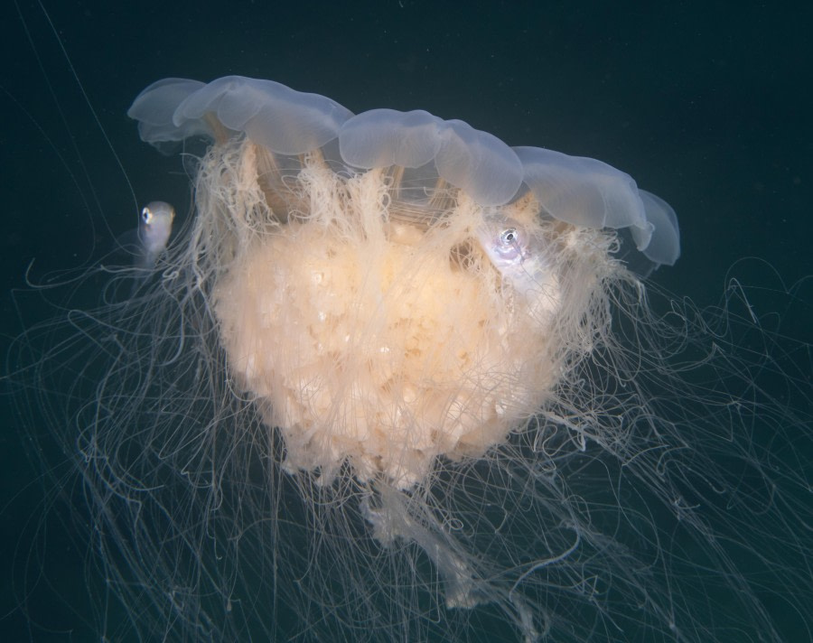 Scuba_Svalbard-2022_jelly © Jim van Gogh - Oceanwide Expeditions.jpg