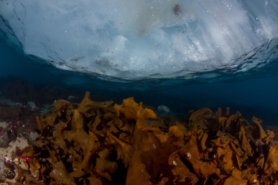 Scuba_Antarctica-2016_Grounded © Jim van Gogh - Oceanwide Expeditions.jpg