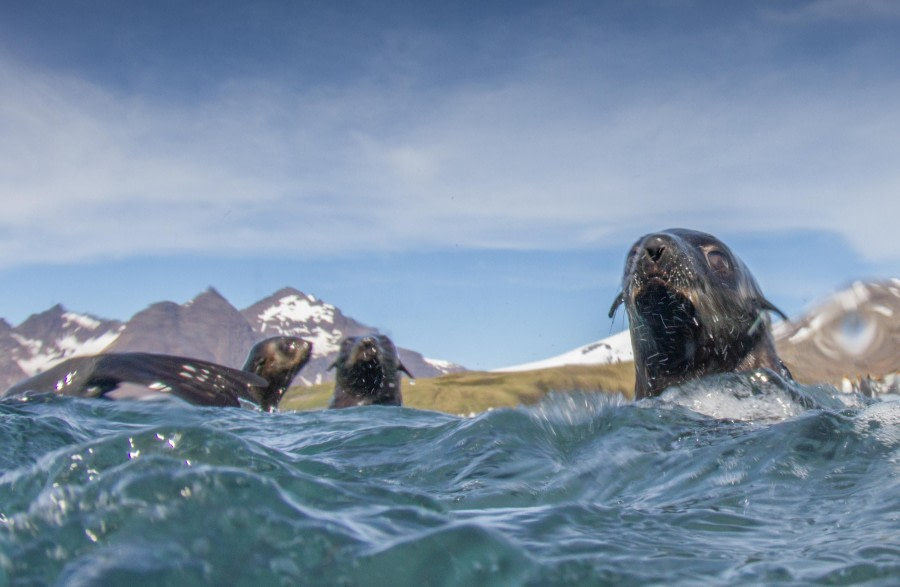 Scuba_Antarctica-2016_Seals from water © Jim van Gogh - Oceanwide Expeditions.jpg