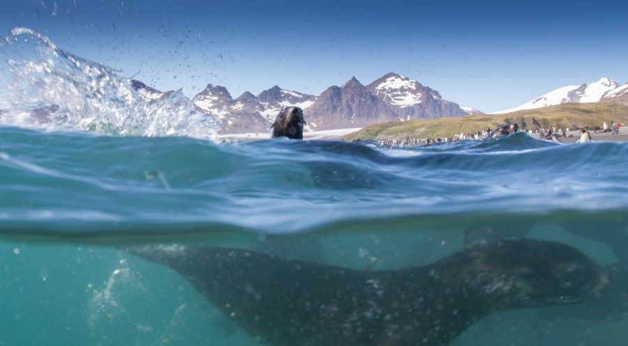 Scuba_Antarctica-2016_UW Seal on the Beach © Jim van Gogh - Oceanwide Expeditions.jpg