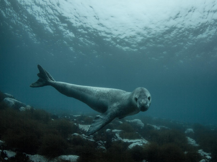 Scuba_Antarctica-2016_1st Leopard © Jim van Gogh - Oceanwide Expeditions.jpg