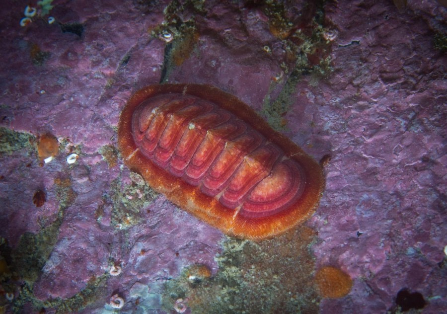 Scuba_Antarctica-2016_Chiton © Jim van Gogh - Oceanwide Expeditions.jpg