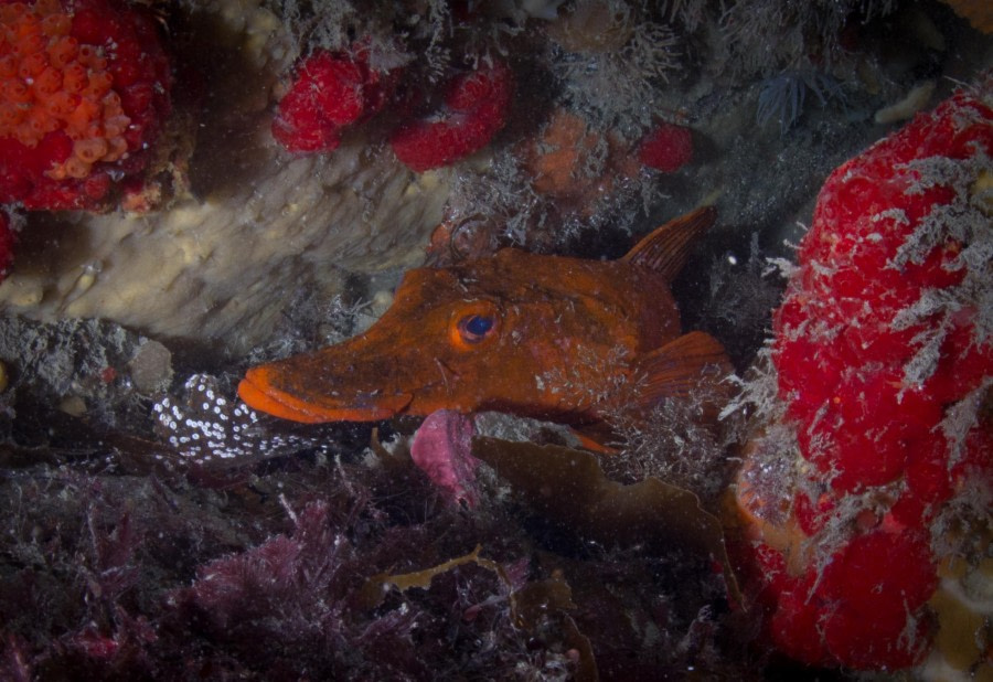 Scuba_Antarctica-2016_Dragon Fish © Jim van Gogh - Oceanwide Expeditions.jpg