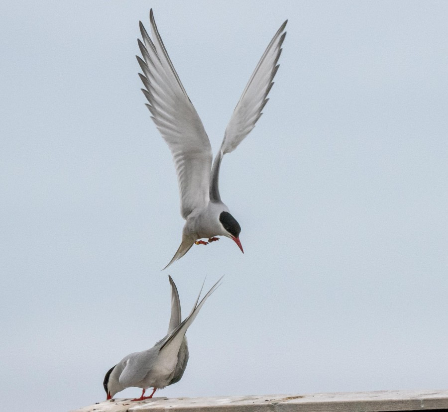 Tern time