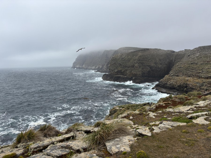 New Island Coastline