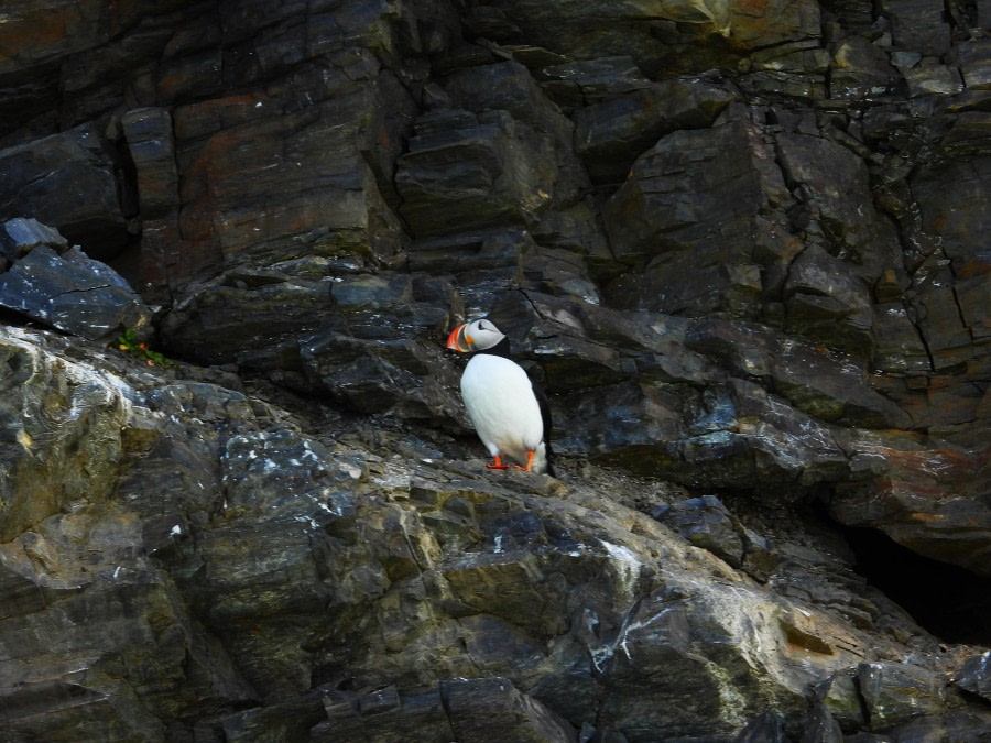 Puffin at 14. Julibukta