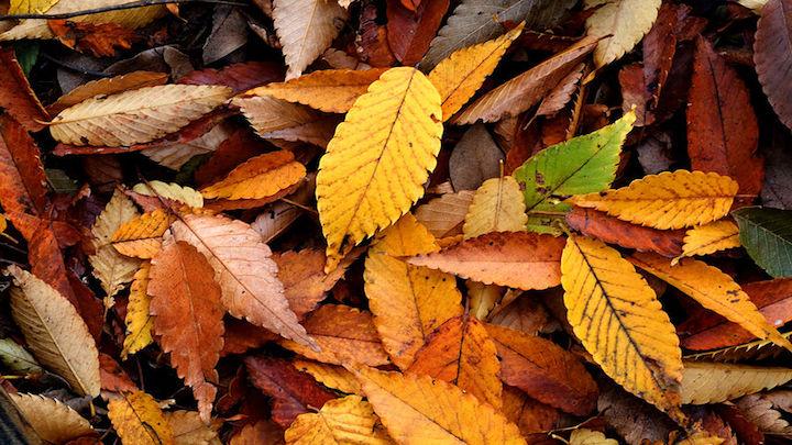 The Gathered Leaves