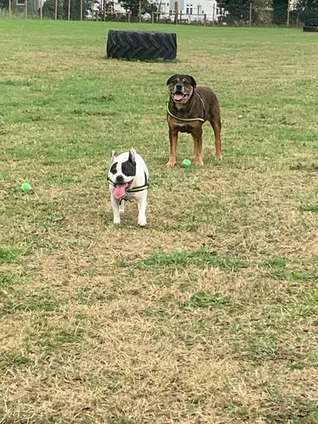 My Dog Run Woodside secure private dog field in Luton, LU1 4LT
