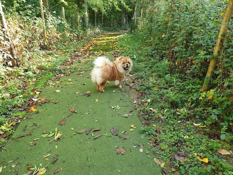 Pounders Park - Buzzard Valley secure private dog field in Tamworth, B78 3EQ