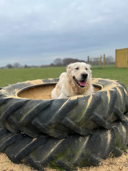 Grow Walkies - Colchester secure private dog field in Wick Farm Wick Lane Ardleigh (Nr Colchester) Essex, CO7 7RE