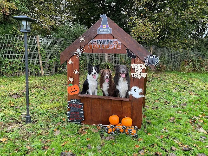 Drake Field secure private dog field in Tavistock, PL19 0JL