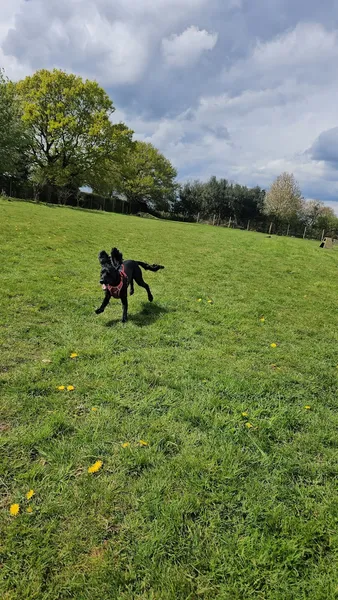 The Oak Leaf Dog Park secure private dog field in Peckleton, LE9 7RL