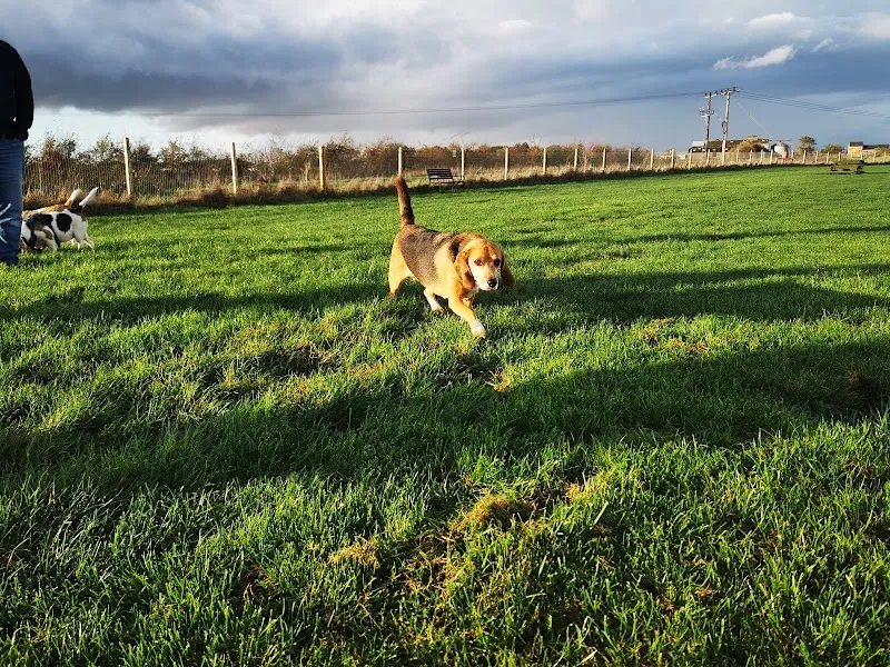 Field for Paws secure private dog field in Crowland., PE6 0LX
