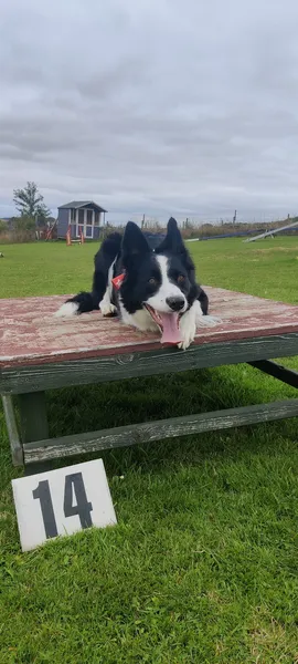 Aberdeenshire dog park (Feath - Dog Park and Agility) secure private dog field in Turriff, AB53 4HJ