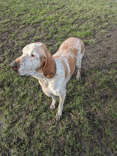 Pawprint Adventure Park secure private dog field in Swadlincote, DE12 7QQ
