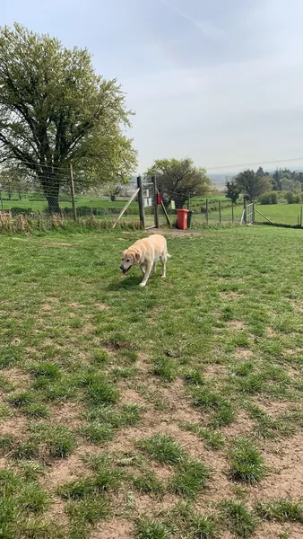 Run Free Dog Fields - Bishopton secure private dog field in Bishopton, PA7 5NX
