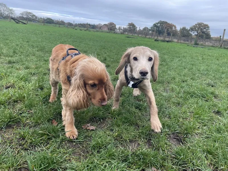 Dogtopia dog walking services secure private dog field in Huntington, YO32 9SU