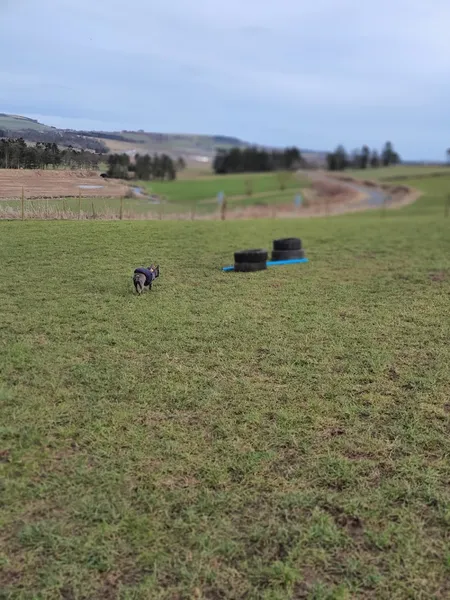 Run Free Dog Fields - Inverurie secure private dog field in North St, AB51 5DP