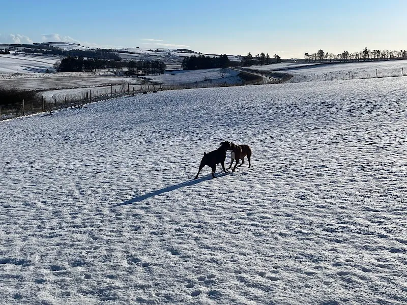 Run Free Dog Fields - Inverurie secure private dog field in Inverurie, AB51 5DP
