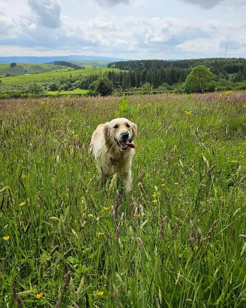 Maes Barcio secure private dog field in Denbighshire, LL15 2NN
