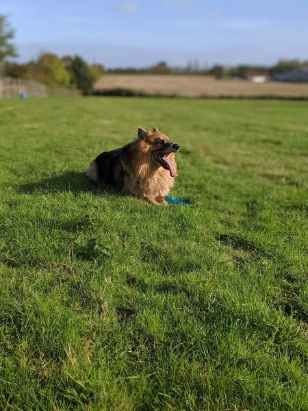 K9 rec secure private dog field in Somerset, TA3 5ER