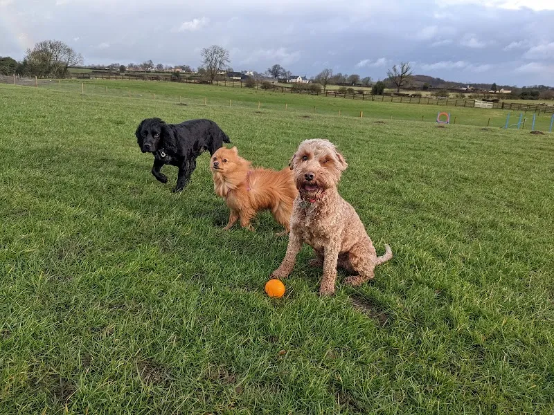 Adventure Paws Dog Walking Field secure private dog field in Darlington, DL2 3HU