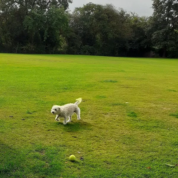 Meriden Dog Training & Exercise Paddock secure private dog field in Coventry, CV7 7HT