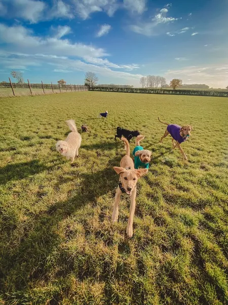 Wagdale Ltd secure private dog field in Norwich, NR9 4EA