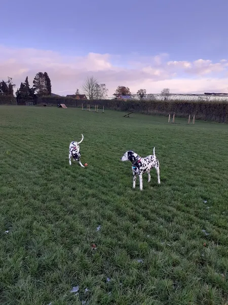 Tillington Fields secure private dog field in HR4 8LQ