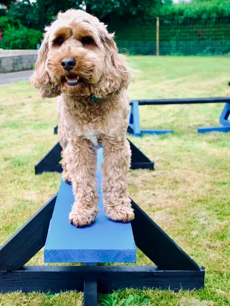 On All Pawz Mansfield Dog Park secure private dog field in Mansfield Woodhouse, NG18 3AL
