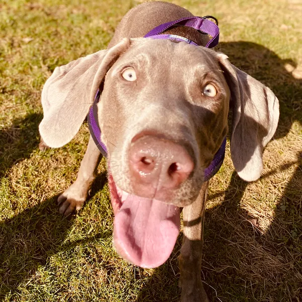 The Great OutPaws - Dog Walking & Pet Services secure private dog field in Powys, LD5 4AF