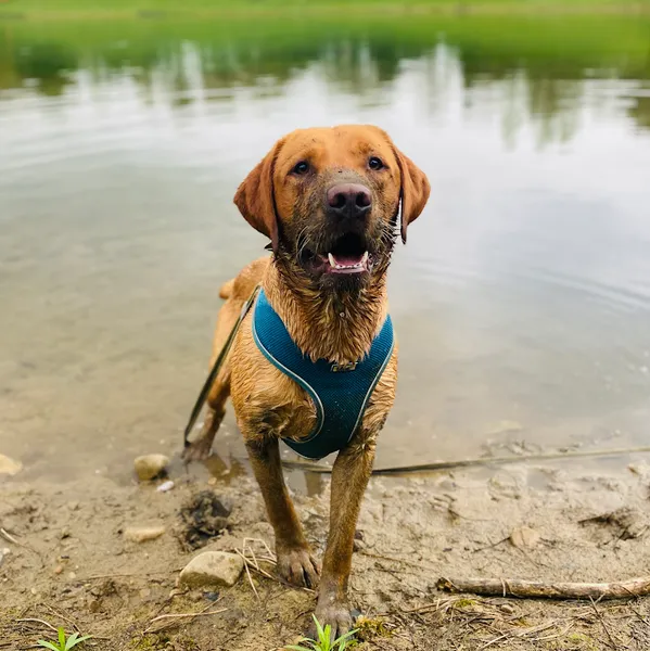 The Great OutPaws - Dog Walking & Pet Services secure private dog field in Powys, LD5 4AF