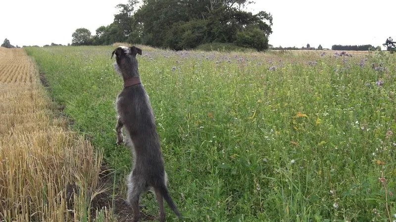 Molescroft Farm Estate secure private dog field in Beverley, HU17 7JZ