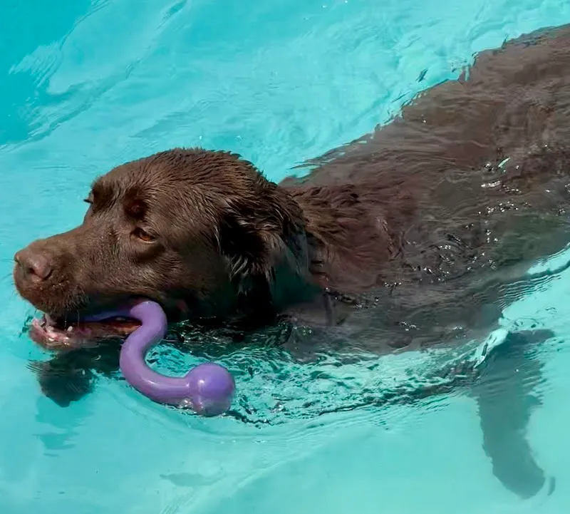 The Willow Tree K9 Centre secure private dog field in Biggleswade, SG18 9RA