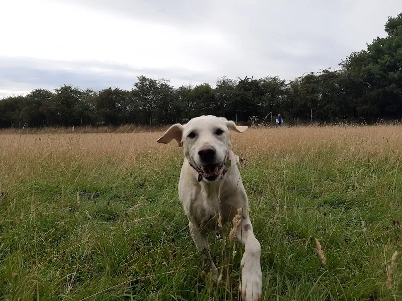 Suffolk Run Free secure private dog field in Monk Soham, IP13 7EN